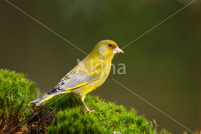 Groenling (Carduelis chloris)