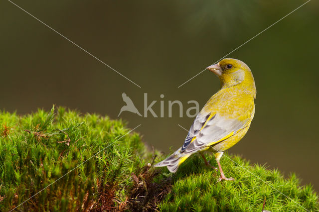 European Greenfinch (Carduelis chloris)