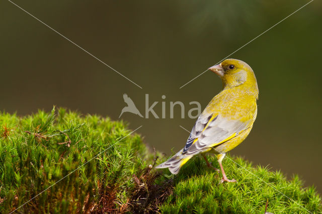 Groenling (Carduelis chloris)