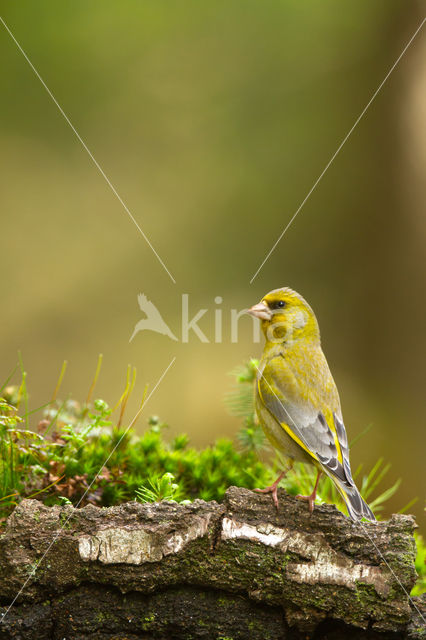 Groenling (Carduelis chloris)