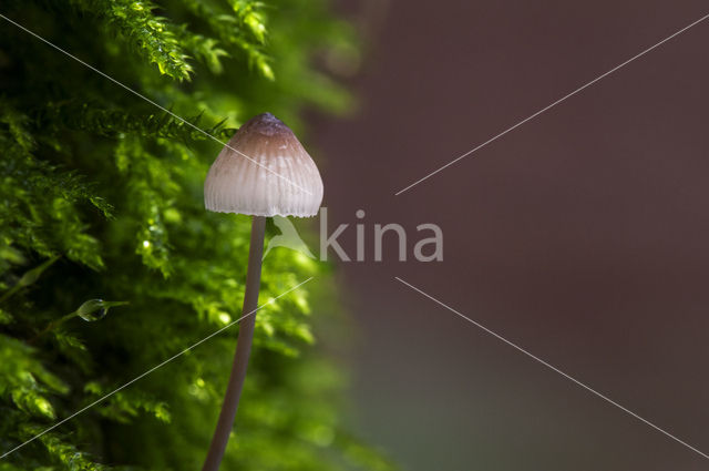 Burgundydrop bonnet (Mycena haematopus)