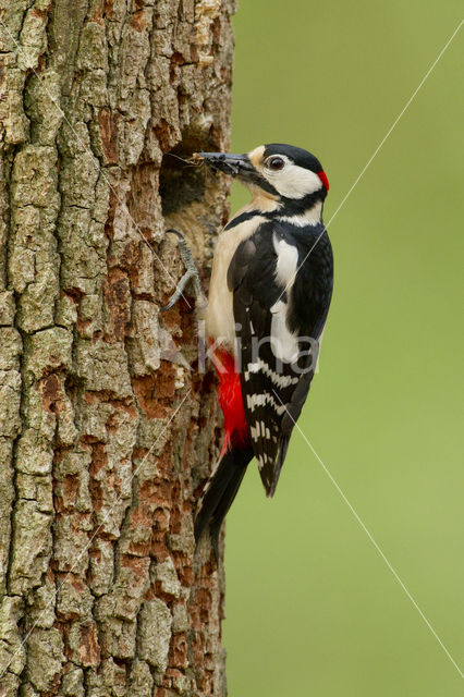 Great Spotted Woodpecker (Dendrocopos major)