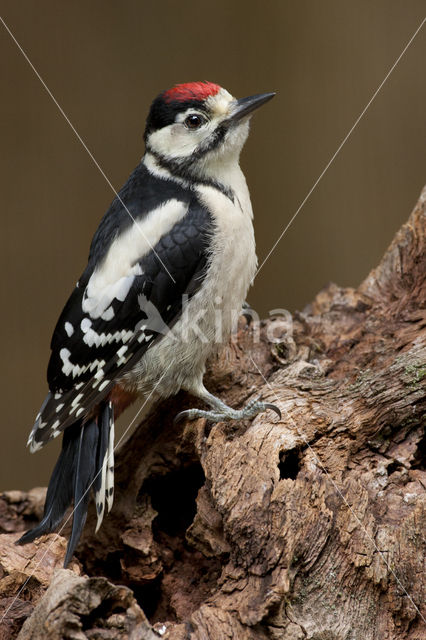 Great Spotted Woodpecker (Dendrocopos major)