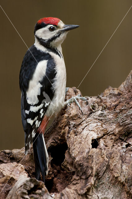 Great Spotted Woodpecker (Dendrocopos major)