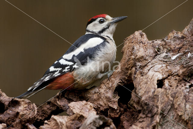 Grote Bonte Specht (Dendrocopos major)