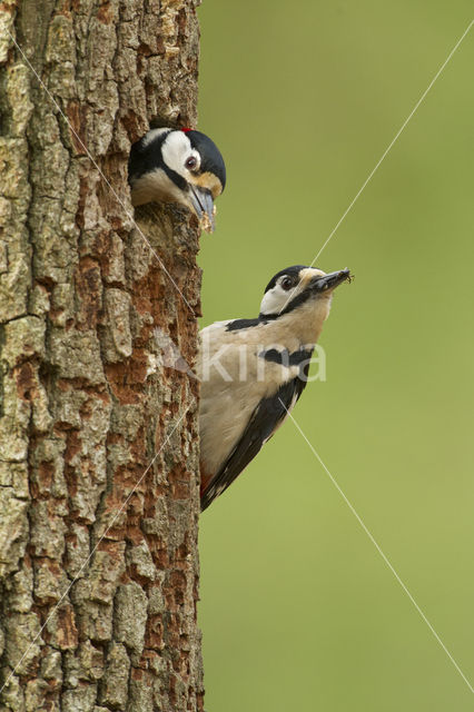 Great Spotted Woodpecker (Dendrocopos major)