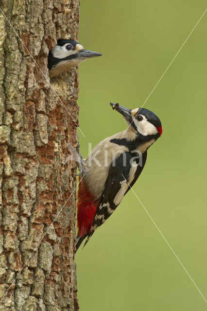 Great Spotted Woodpecker (Dendrocopos major)