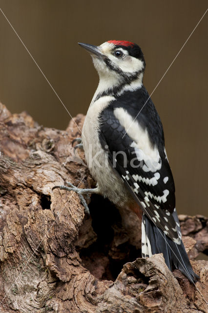 Grote Bonte Specht (Dendrocopos major)