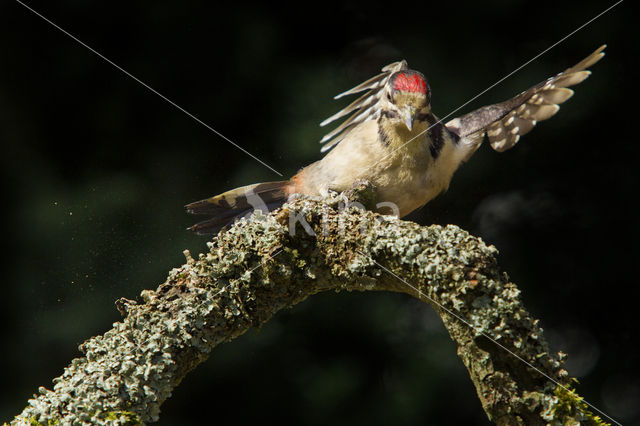 Grote Bonte Specht (Dendrocopos major)