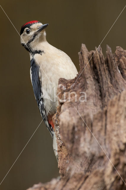 Grote Bonte Specht (Dendrocopos major)