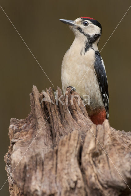 Great Spotted Woodpecker (Dendrocopos major)