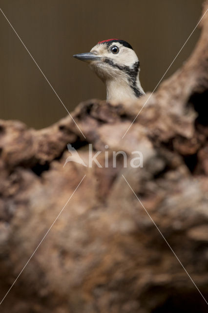 Great Spotted Woodpecker (Dendrocopos major)