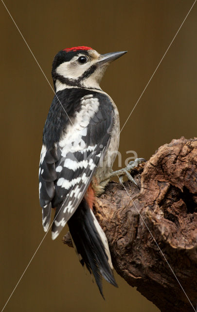 Grote Bonte Specht (Dendrocopos major)