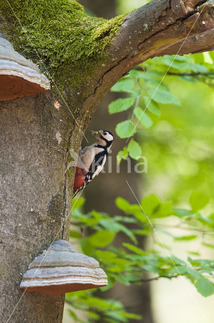 Grote Bonte Specht (Dendrocopos major)