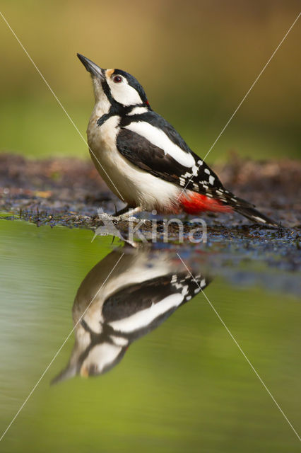 Great Spotted Woodpecker (Dendrocopos major)