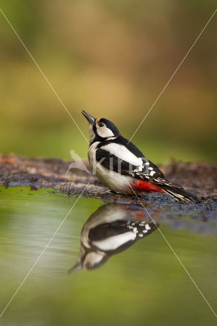 Great Spotted Woodpecker (Dendrocopos major)