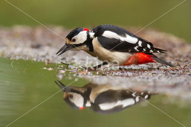 Grote Bonte Specht (Dendrocopos major)