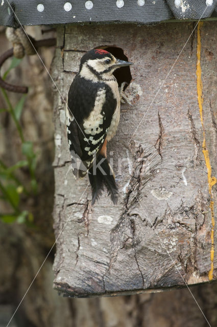 Grote Bonte Specht (Dendrocopos major)