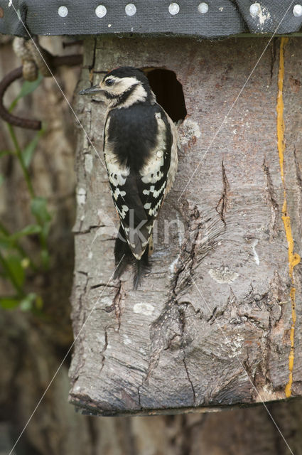 Great Spotted Woodpecker (Dendrocopos major)