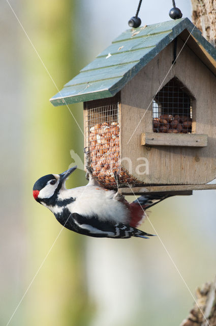 Great Spotted Woodpecker (Dendrocopos major)
