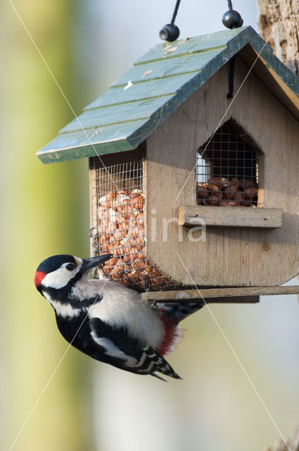 Great Spotted Woodpecker (Dendrocopos major)