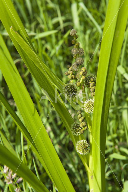 Grote egelskop (Sparganium erectum)