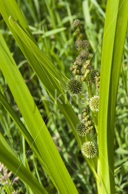 Grote egelskop (Sparganium erectum)