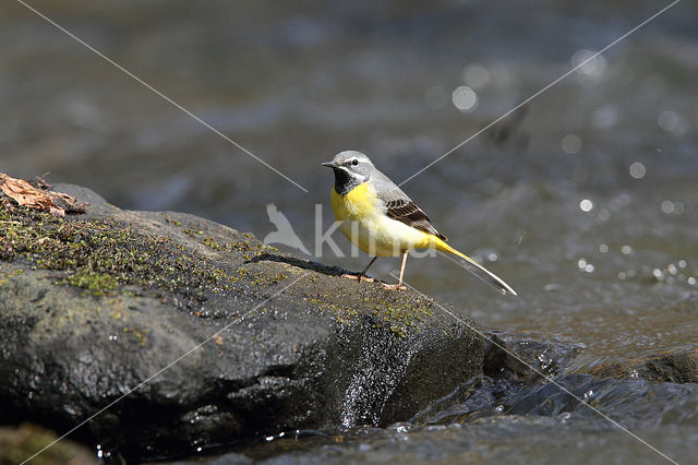 Grote Gele Kwikstaart (Motacilla cinerea)