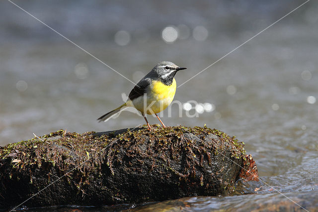 Grote Gele Kwikstaart (Motacilla cinerea)