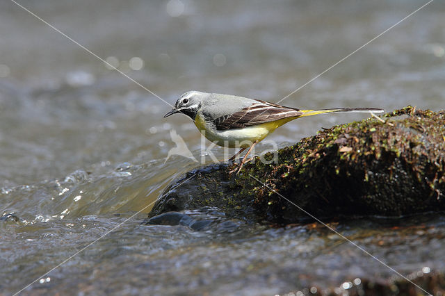 Grote Gele Kwikstaart (Motacilla cinerea)