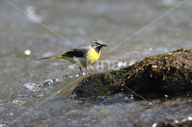 Grote Gele Kwikstaart (Motacilla cinerea)