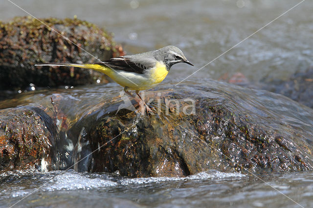 Grote Gele Kwikstaart (Motacilla cinerea)