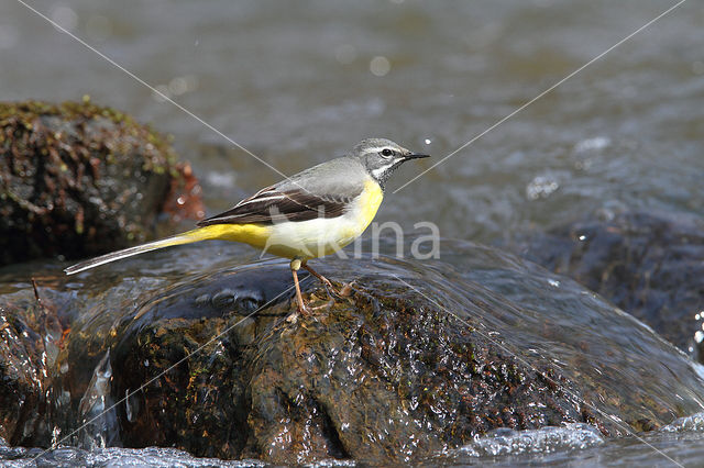 Grote Gele Kwikstaart (Motacilla cinerea)