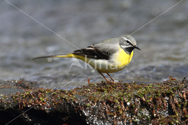 Grote Gele Kwikstaart (Motacilla cinerea)