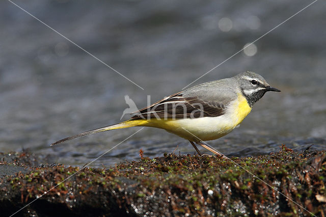 Grote Gele Kwikstaart (Motacilla cinerea)