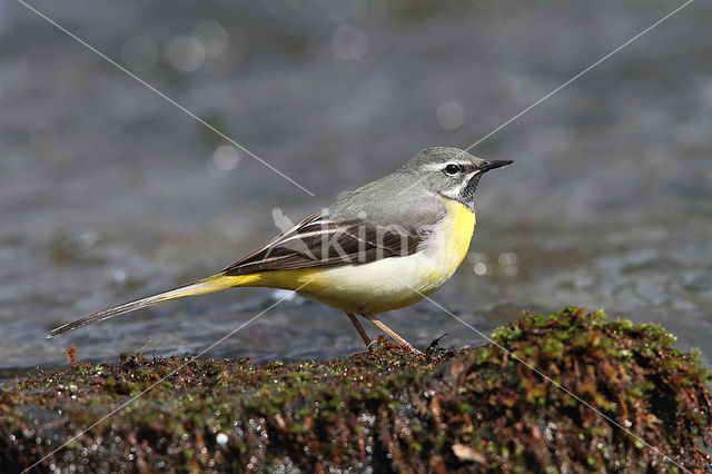 Grote Gele Kwikstaart (Motacilla cinerea)