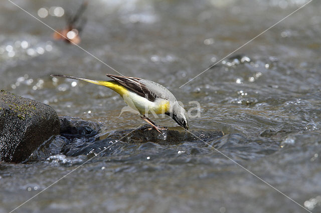 Grote Gele Kwikstaart (Motacilla cinerea)