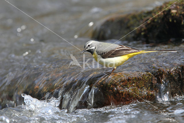 Grote Gele Kwikstaart (Motacilla cinerea)