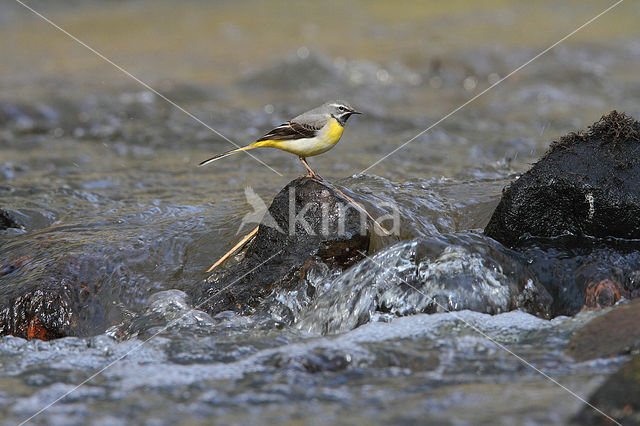 Grote Gele Kwikstaart (Motacilla cinerea)