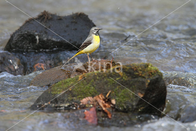 Grey Wagtail (Motacilla cinerea)