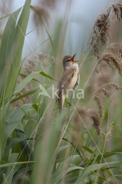 Grote Karekiet (Acrocephalus arundinaceus)