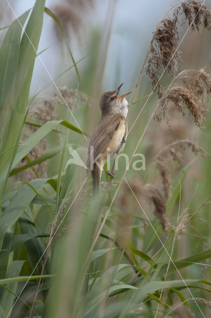 Grote Karekiet (Acrocephalus arundinaceus)