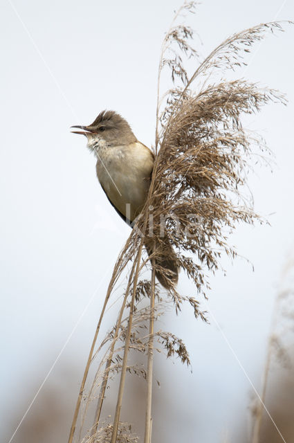 Grote Karekiet (Acrocephalus arundinaceus)