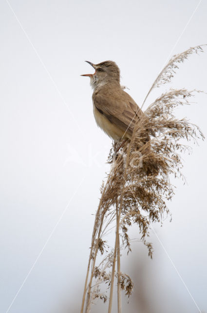 Great Reed-Warbler (Acrocephalus arundinaceus)