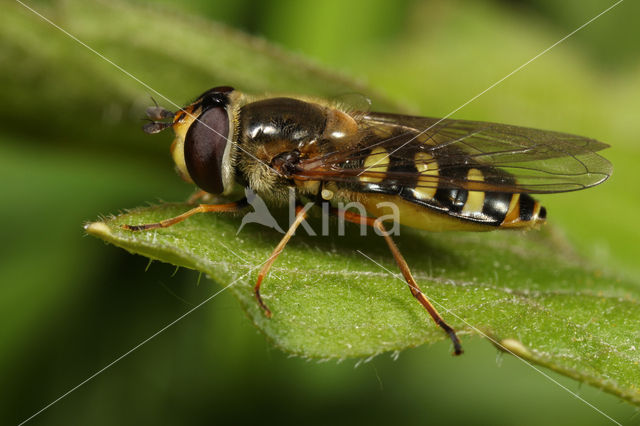 Hover fly (Eupeodes luniger)