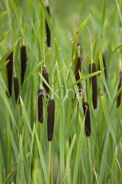 Grote lisdodde (Typha latifolia)