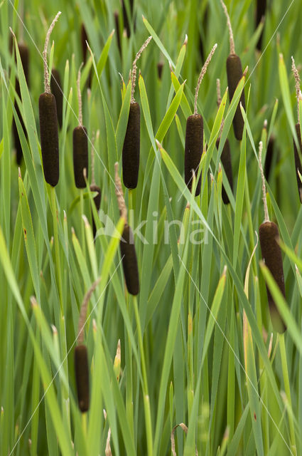 Grote lisdodde (Typha latifolia)