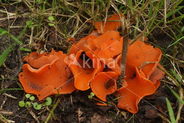 Grote oranje bekerzwam (Aleuria aurantia)