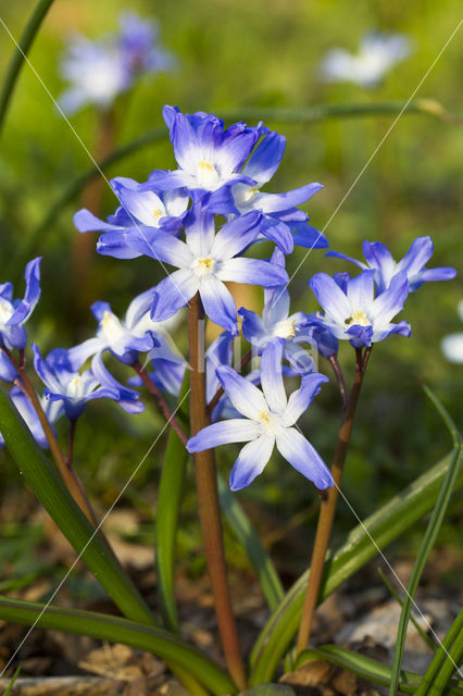 Glory-of-the Snow (Chionodoxa luciliae