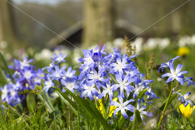 Grote sneeuwroem (Chionodoxa luciliae